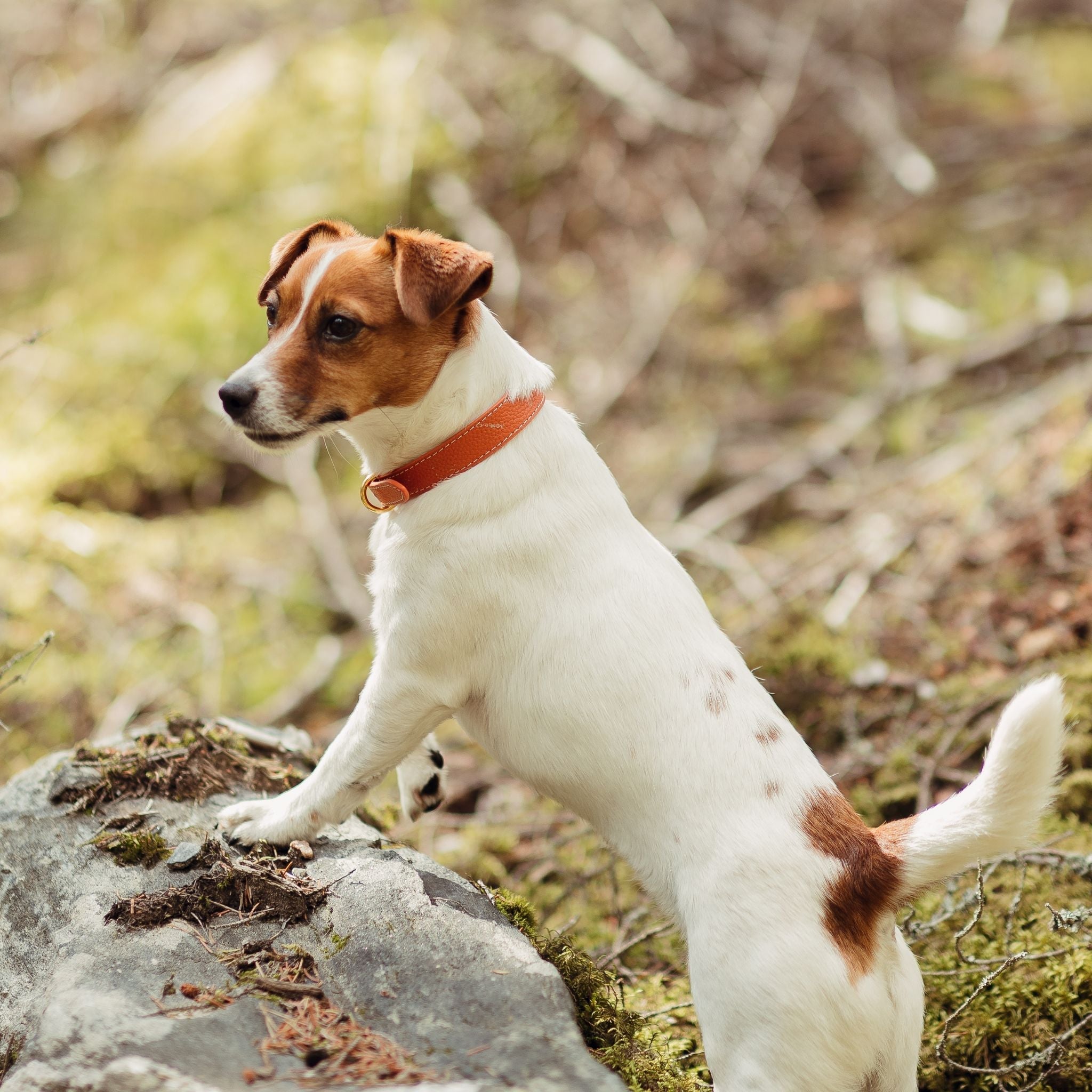 How Tight Should a Dog Collar Be? Tips for a Perfect Fit and Comfort