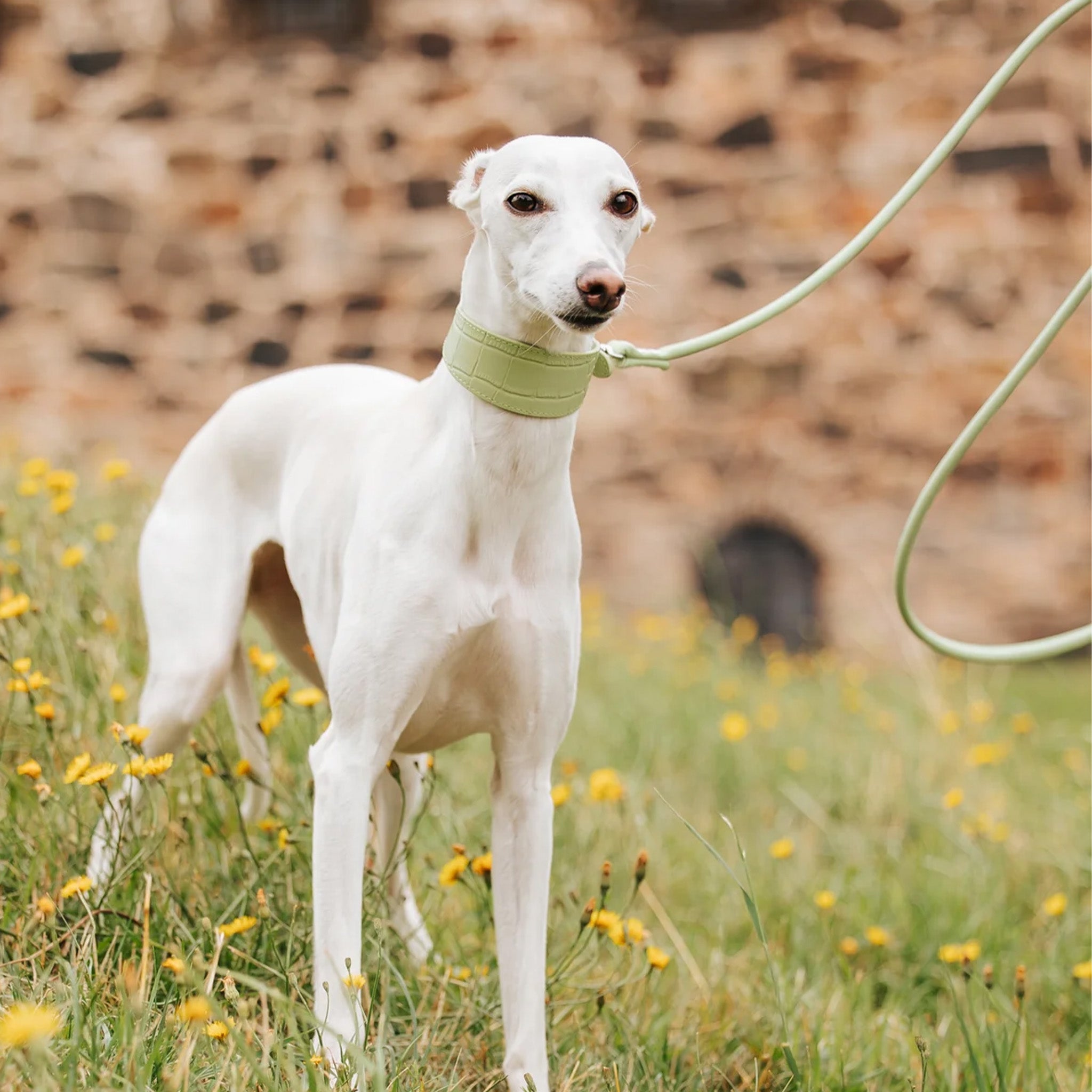 Leash Up, Pup! Everything You Need to Know About Sweden’s Leash Law