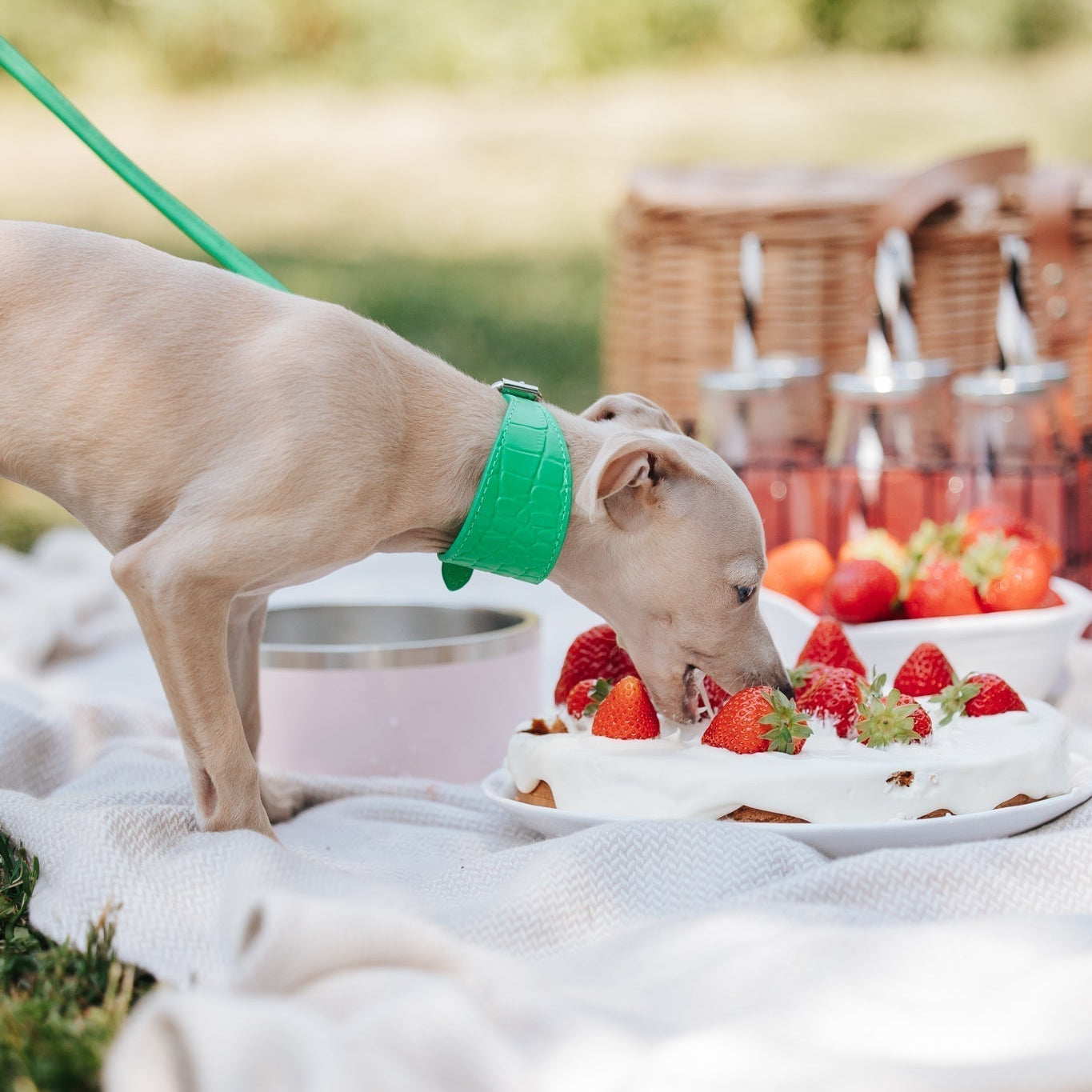 Celebrate International Dog Day in Style