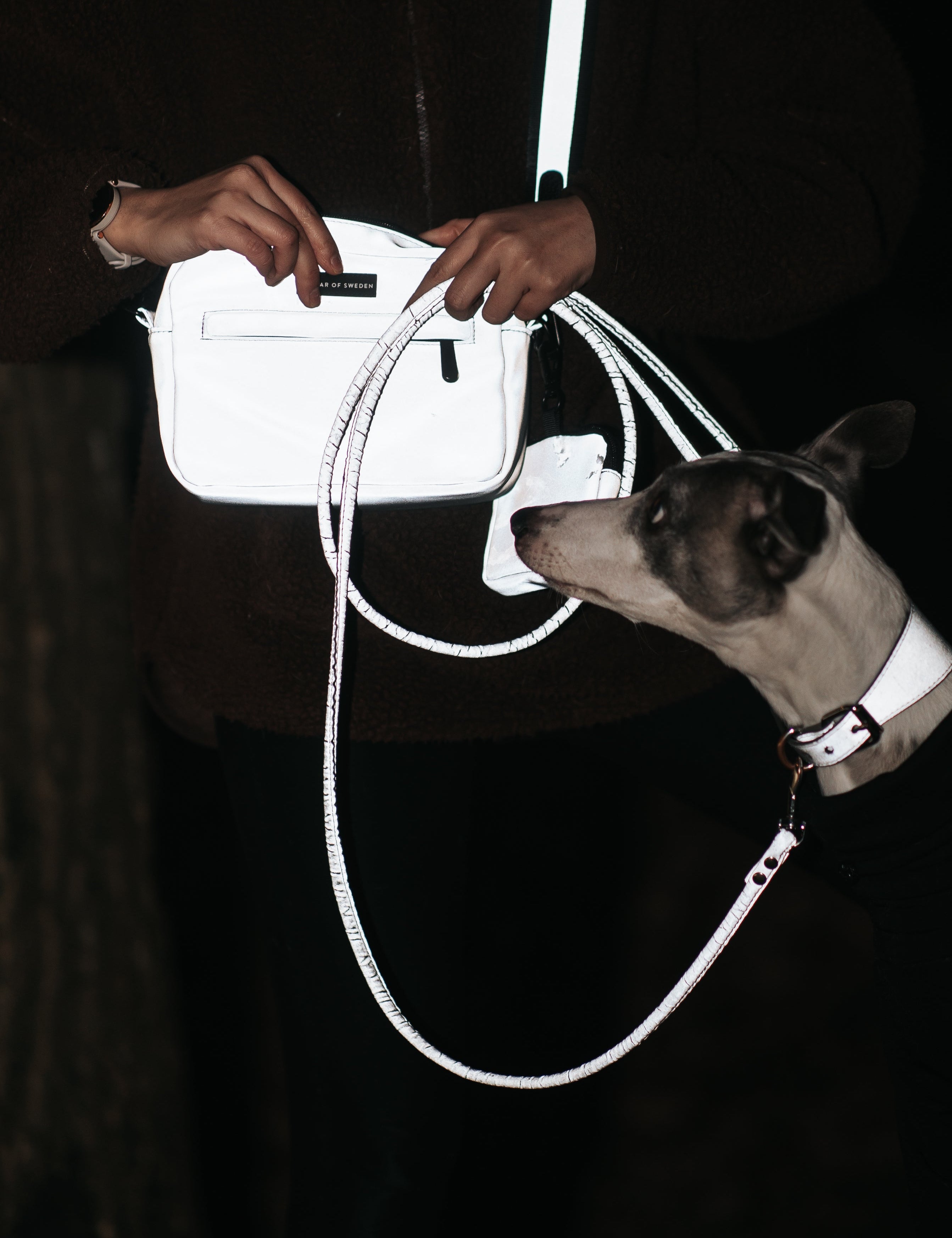 Reflective Dog Collars and Leashes: How Visibility Can Save Lives