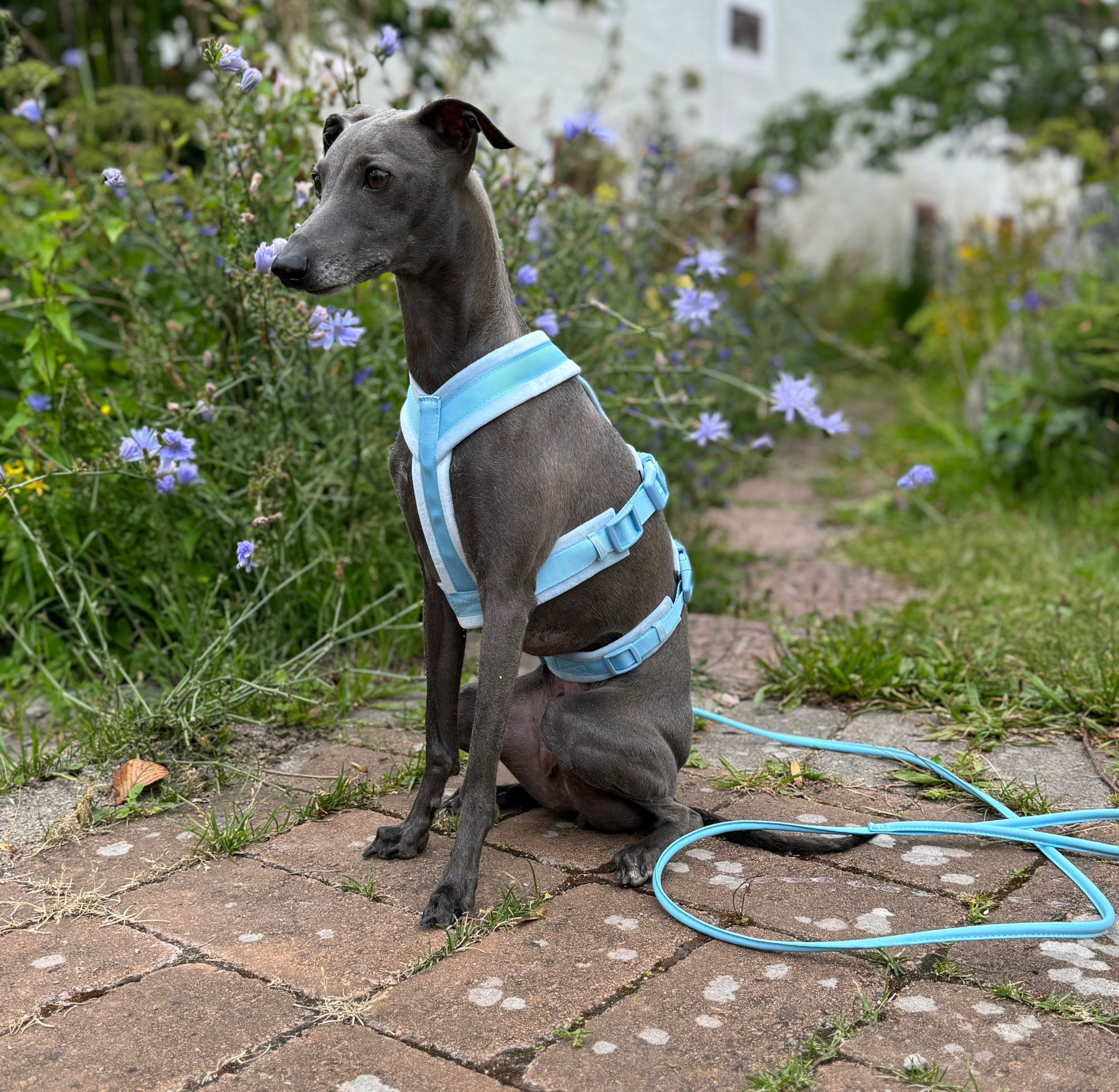 Baby Blue Y-Harness