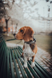 Snake Dog Collar Thin