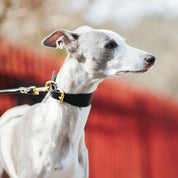 Black Dog Collar Wide