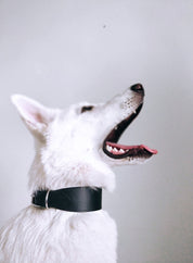 Black Dog Collar Wide