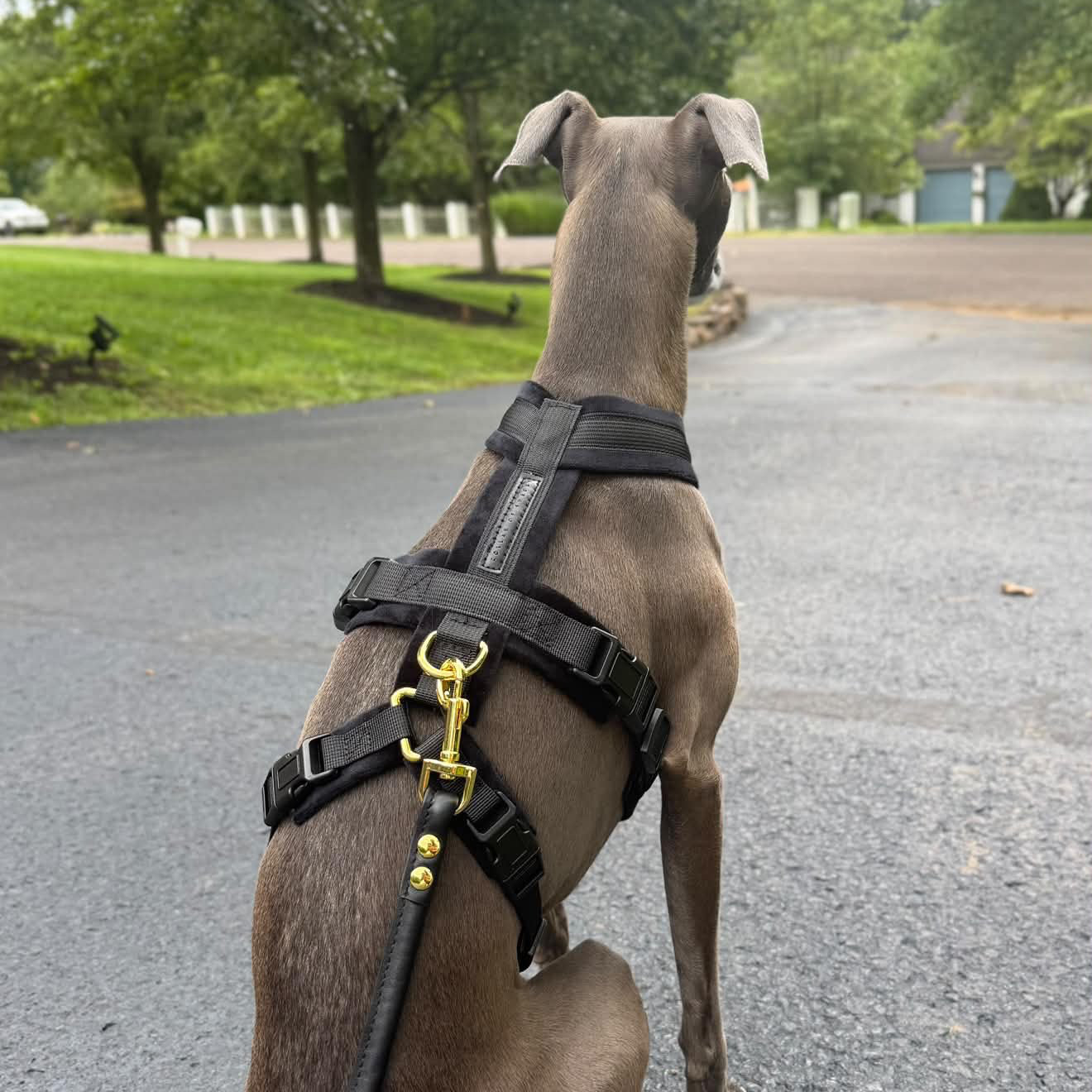 black-harness-size-xs-italian-greyhound-black-lead-m.jpg