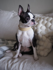 Beige Dog Collar Wide