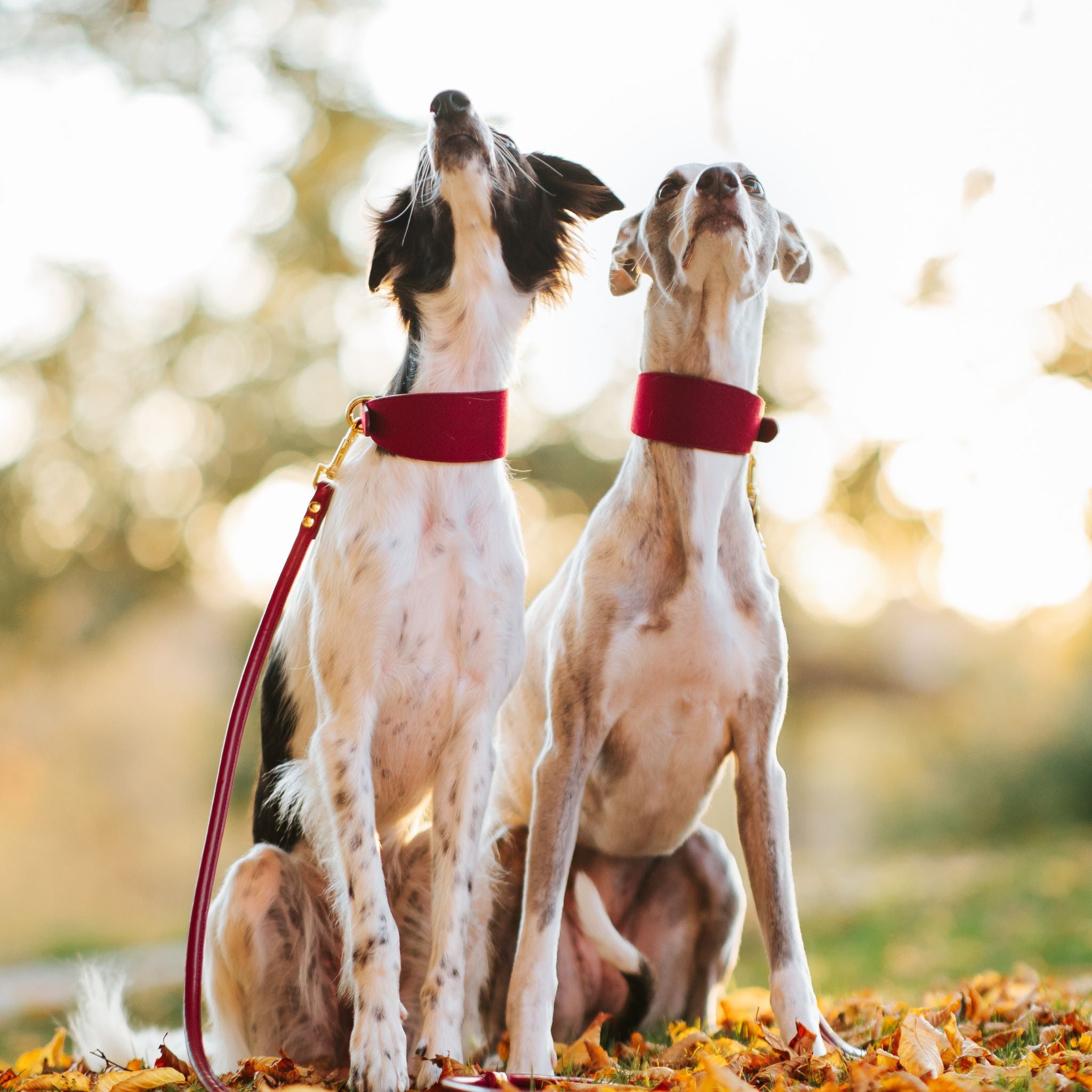 Burgundy Wool Dog Collar Wide