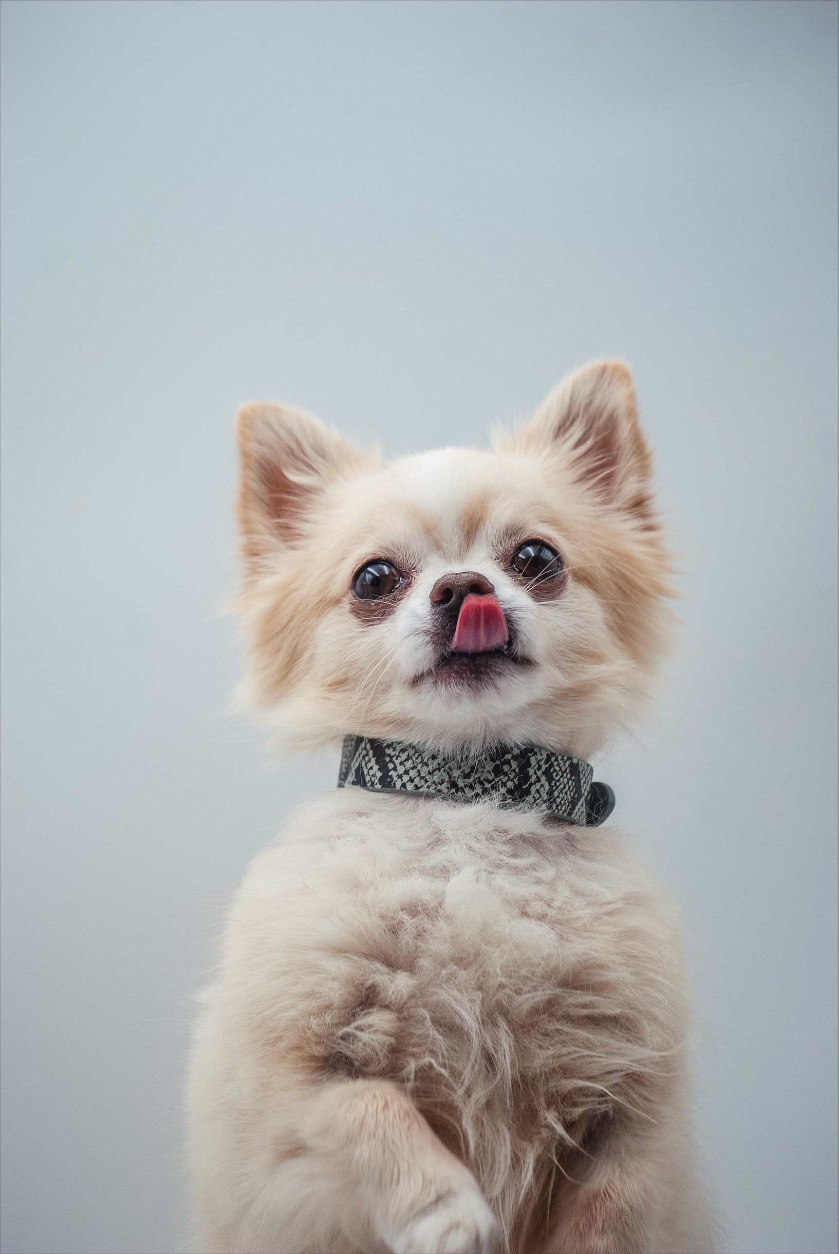 Snake Dog Collar Thin