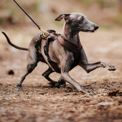 Coffee Brown Y-Harness