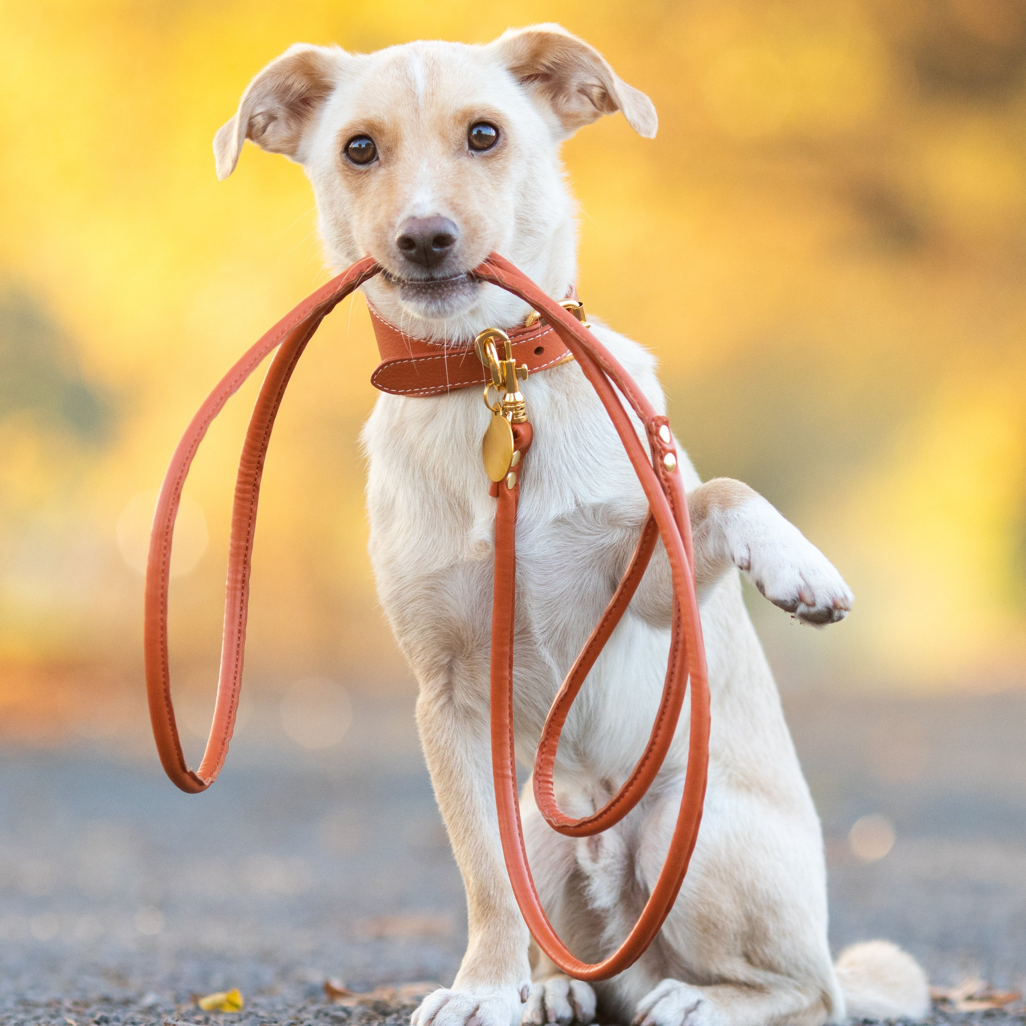 cognac-dog-lead-medium-detail.jpg
