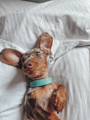 Bananas Dog Collar Thin