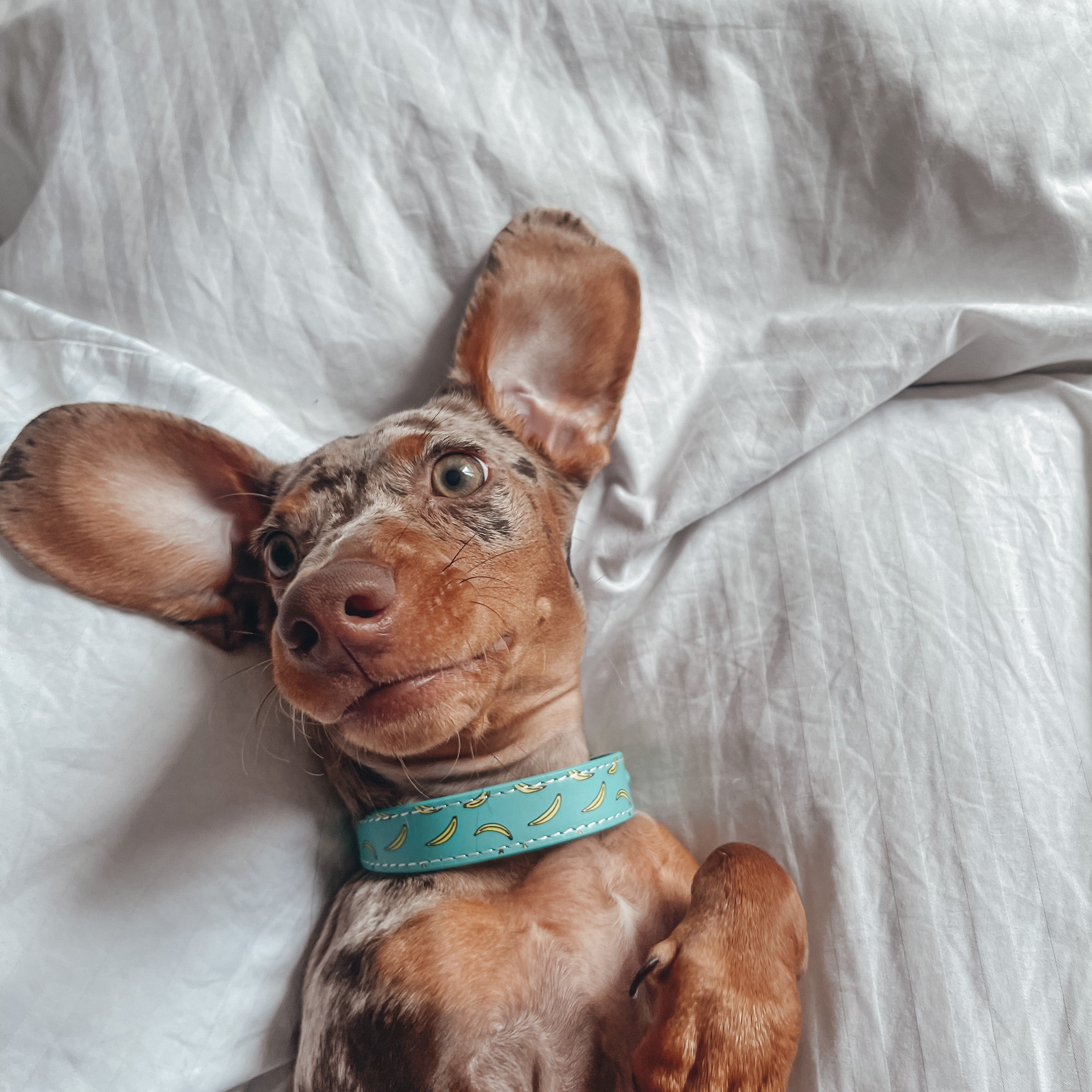 dachshund-bananas-collar-s-thin.jpg