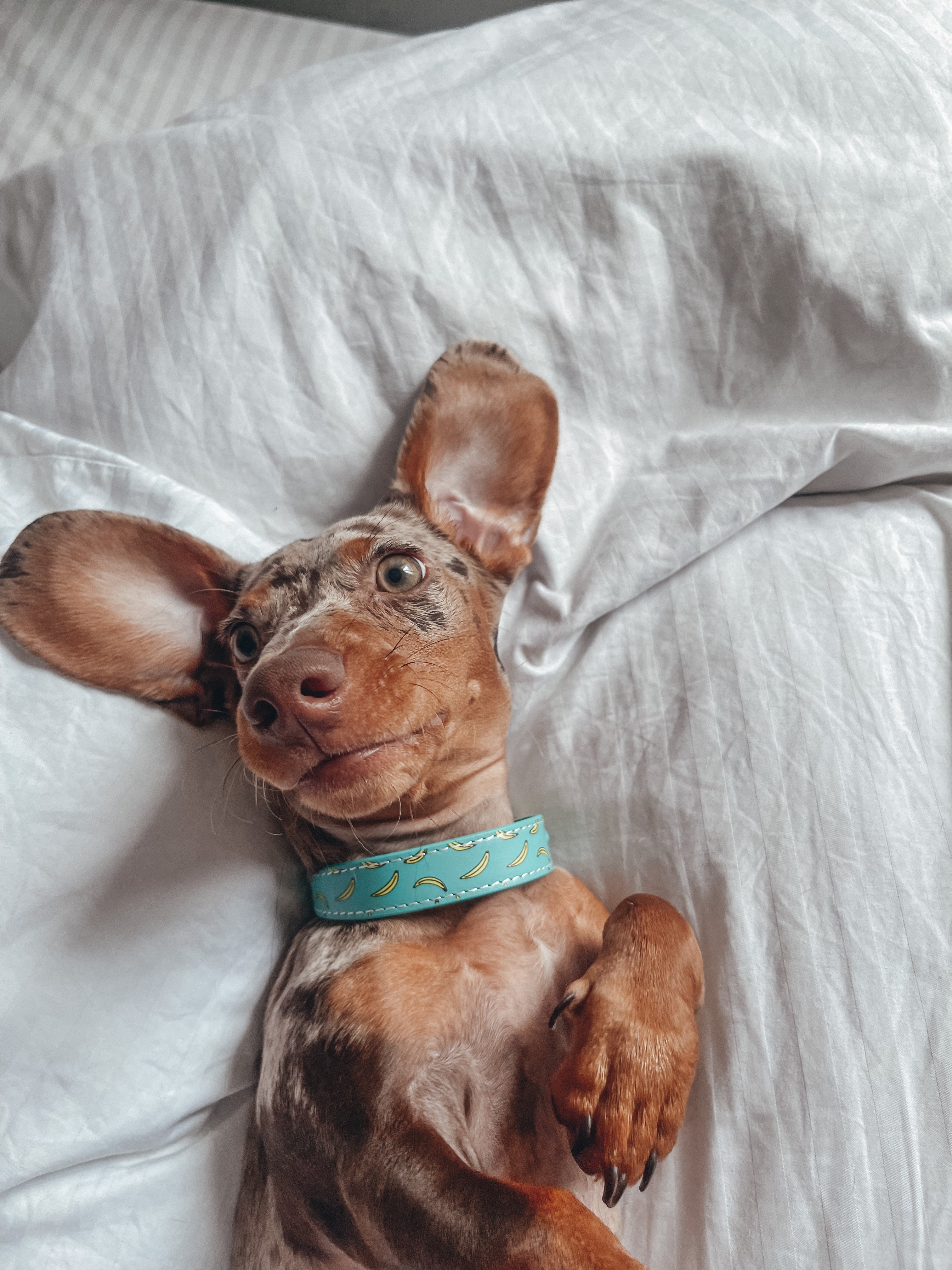 Bananas Dog Collar Thin