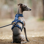 Dark Blue Y-Harness