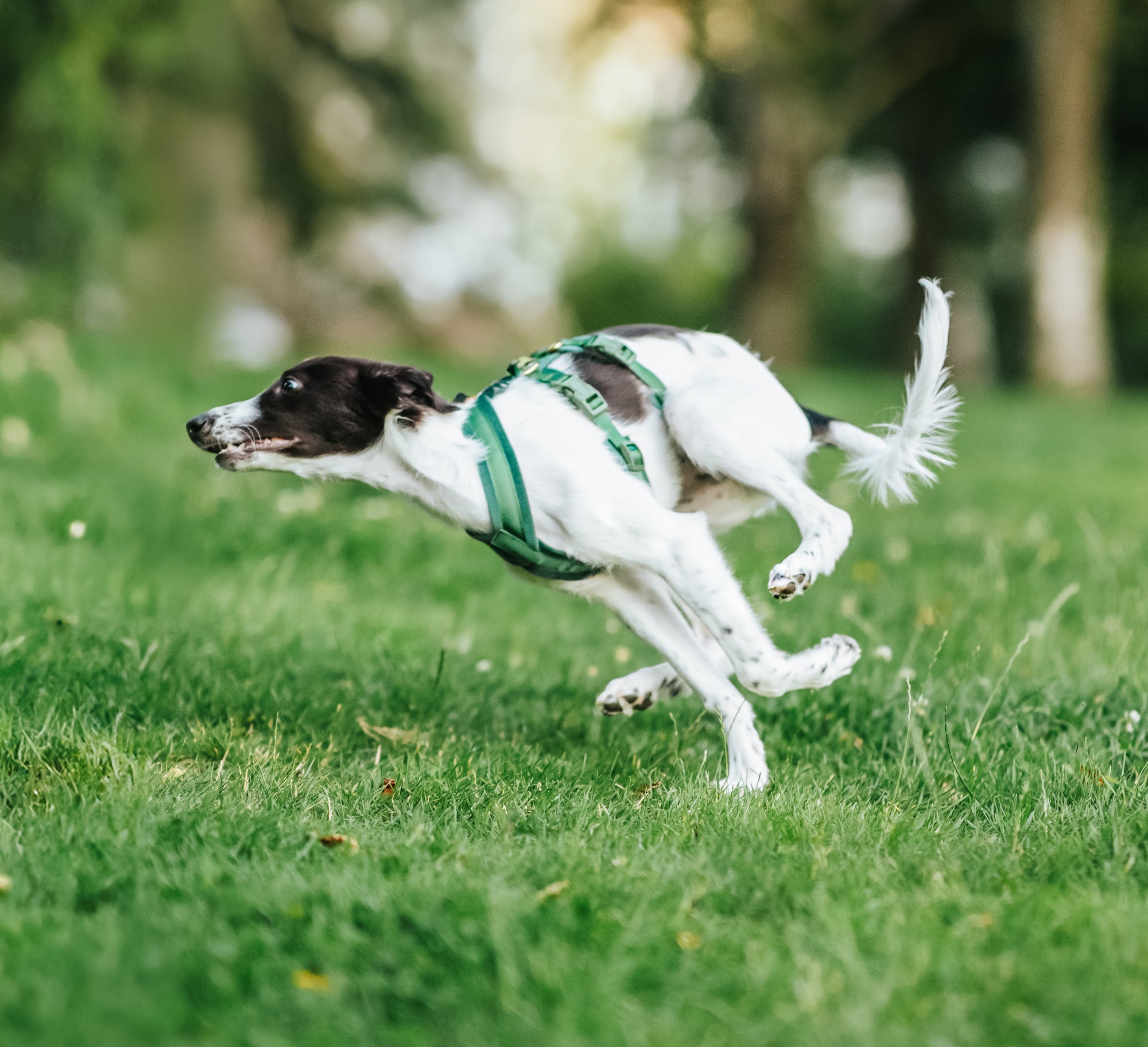 dark-green-dog-harness-silkenwindsprite-puppy-running.jpg