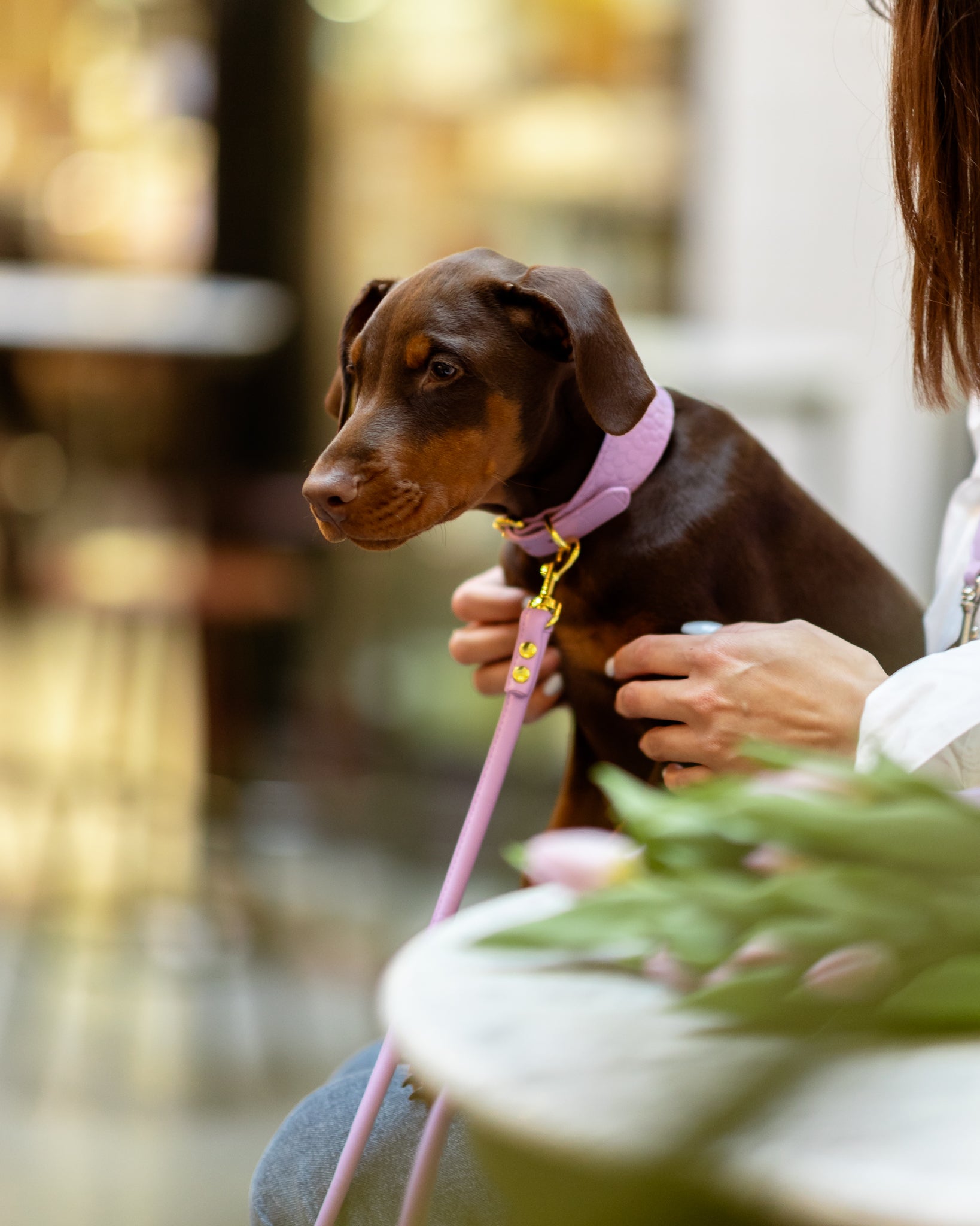 Violet Dog Lead