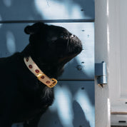 Donuts Dog Collar Thin