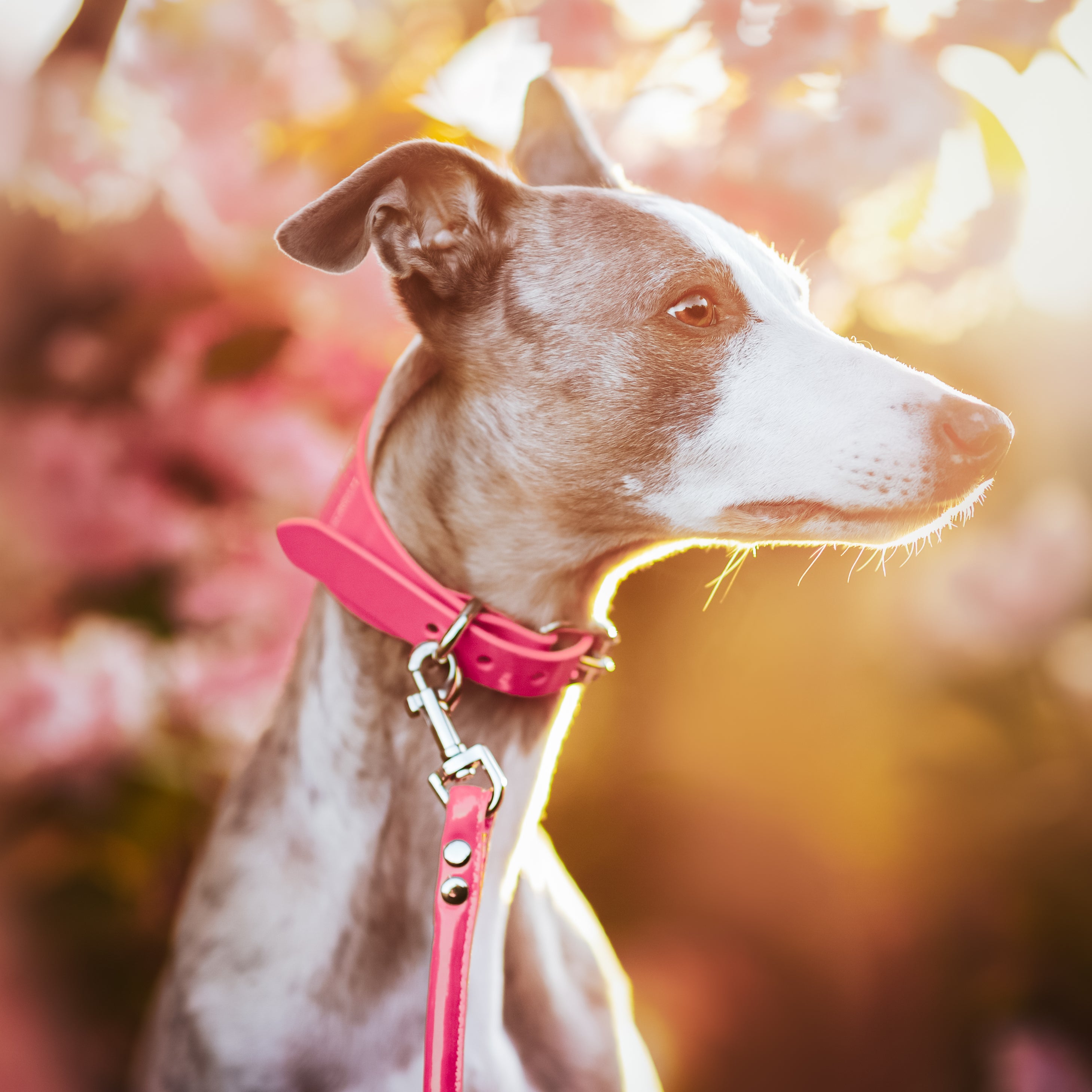 glossy-pink-medium-lead-whippet.jpg