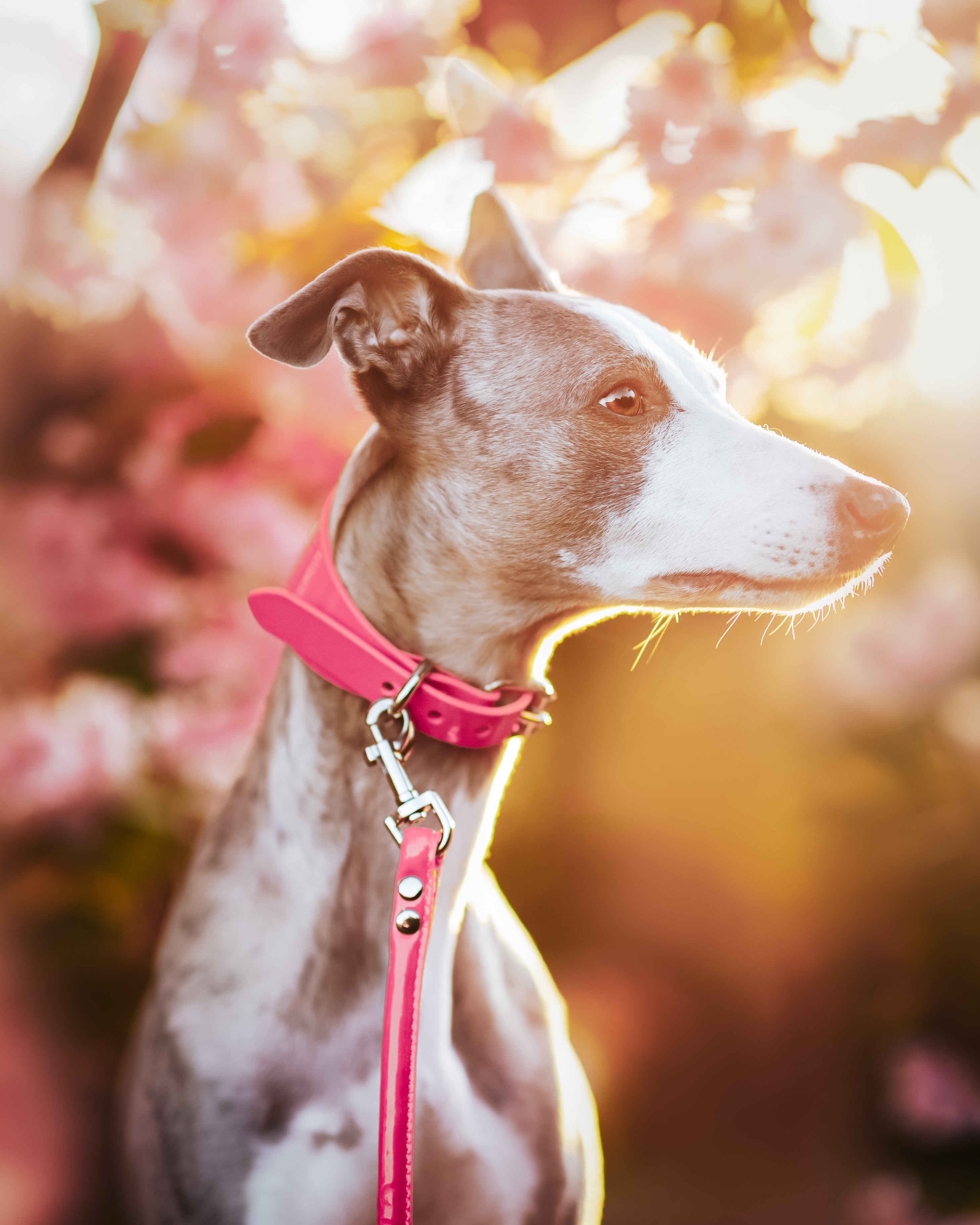 Glossy Pink Dog Lead