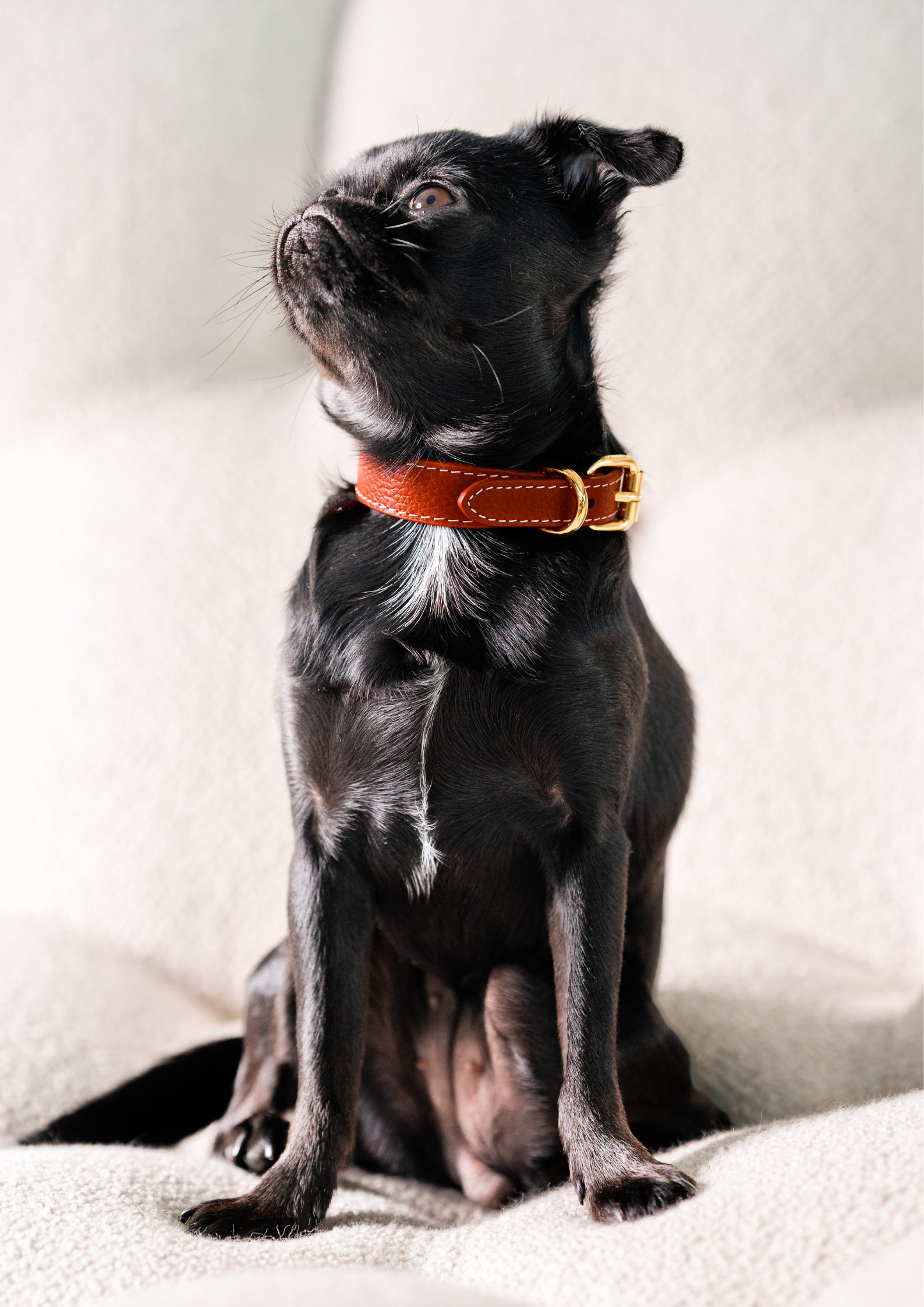 Red Dog Collar Thin