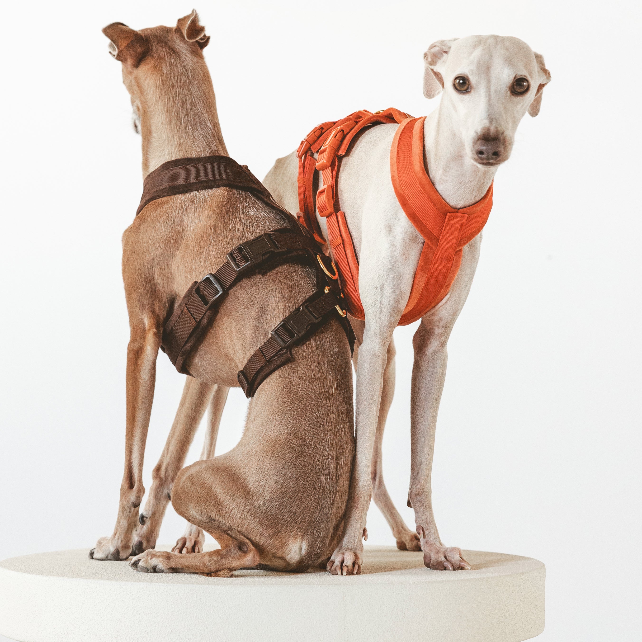 Two dogs wearing harnesses on a white pedestal against a white background