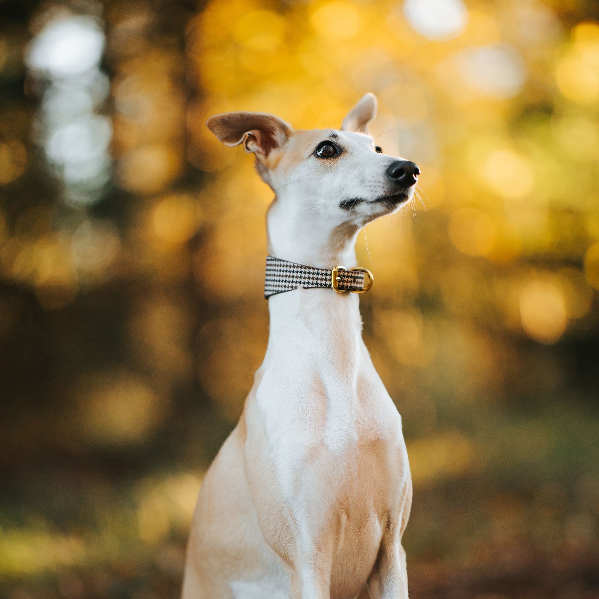 Houndstooth Dog Collar Wide