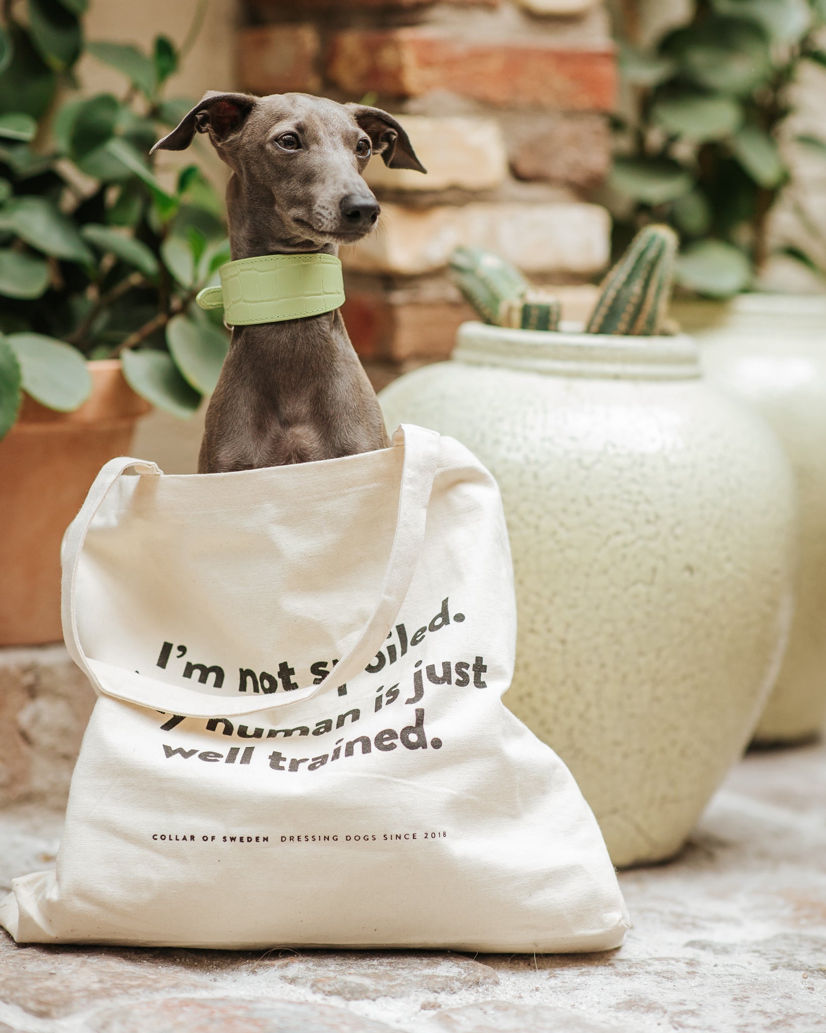 Standard Tote Bag - I'm Not Spoiled My Human Is Just Well Trained