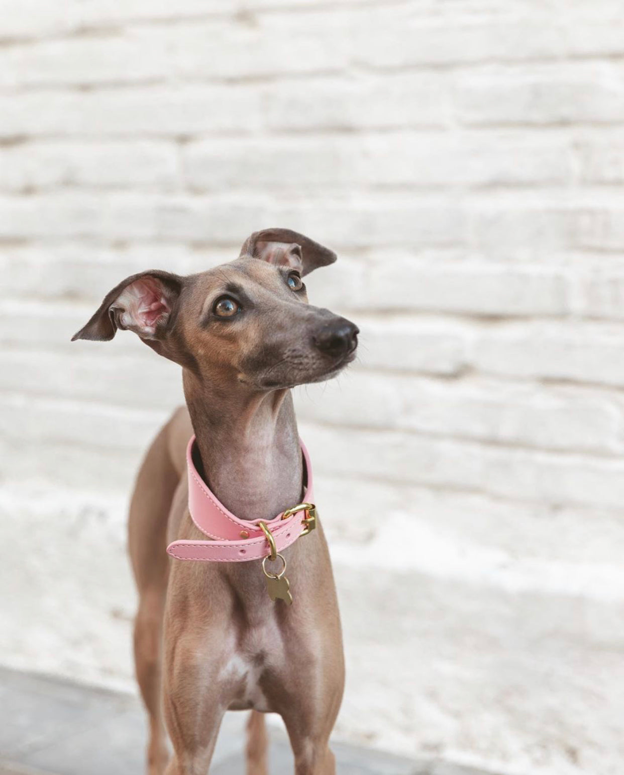 Pink Dog Collar Wide