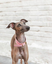 Pink Dog Collar Wide