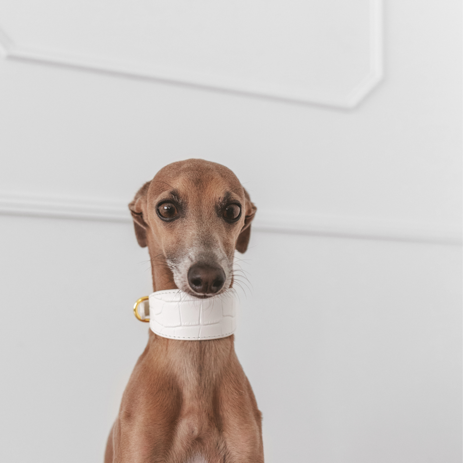 italian-greyhound-white-croco-collar-wide-xs.png