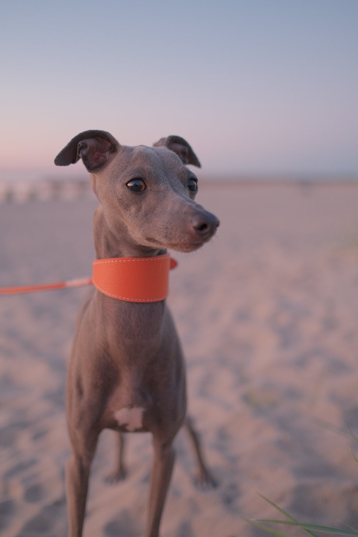 Cognac Dog Collar Wide