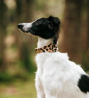 Leopard Dog Collar Wide