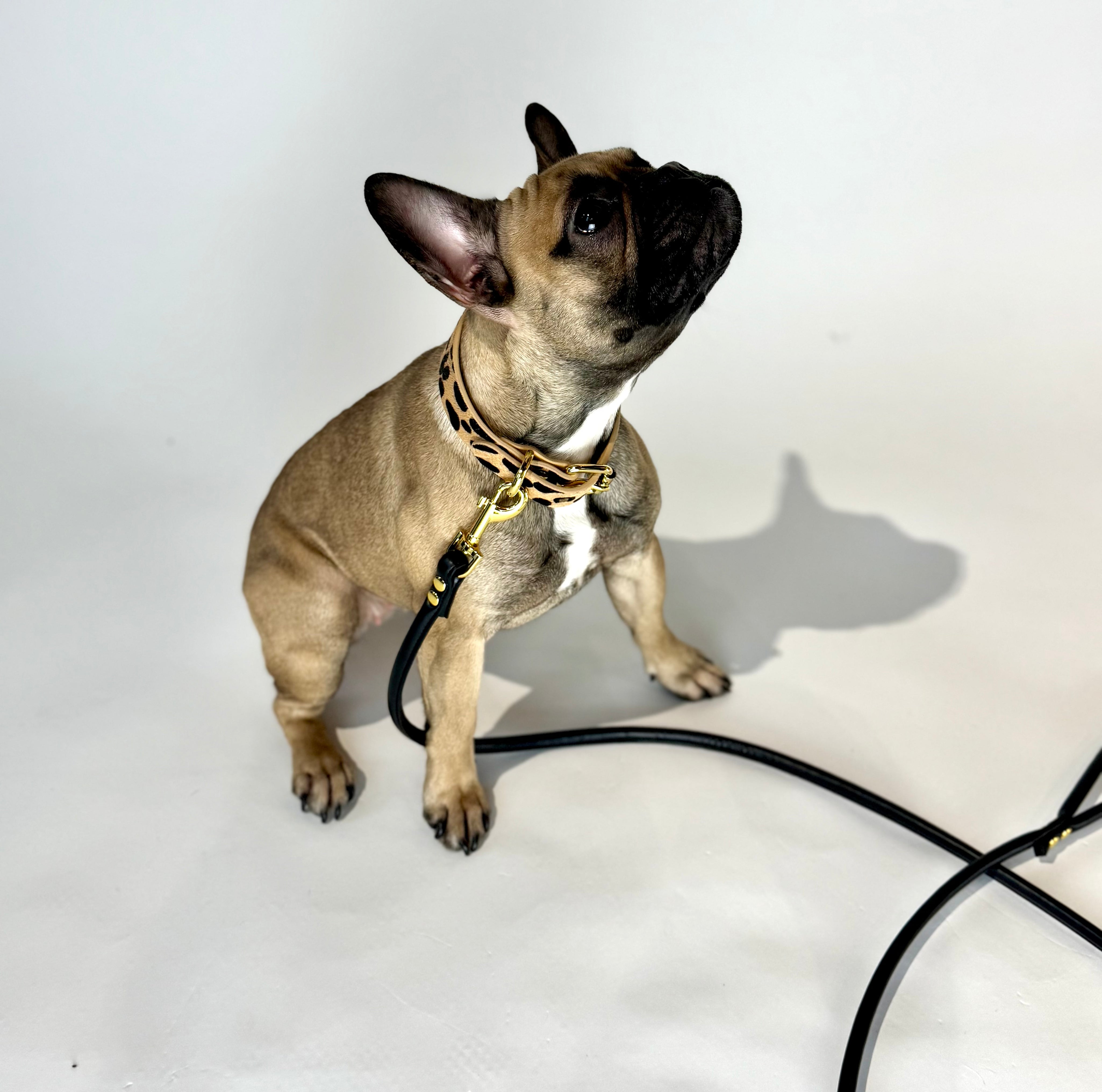 Leopard Dog Collar Thin