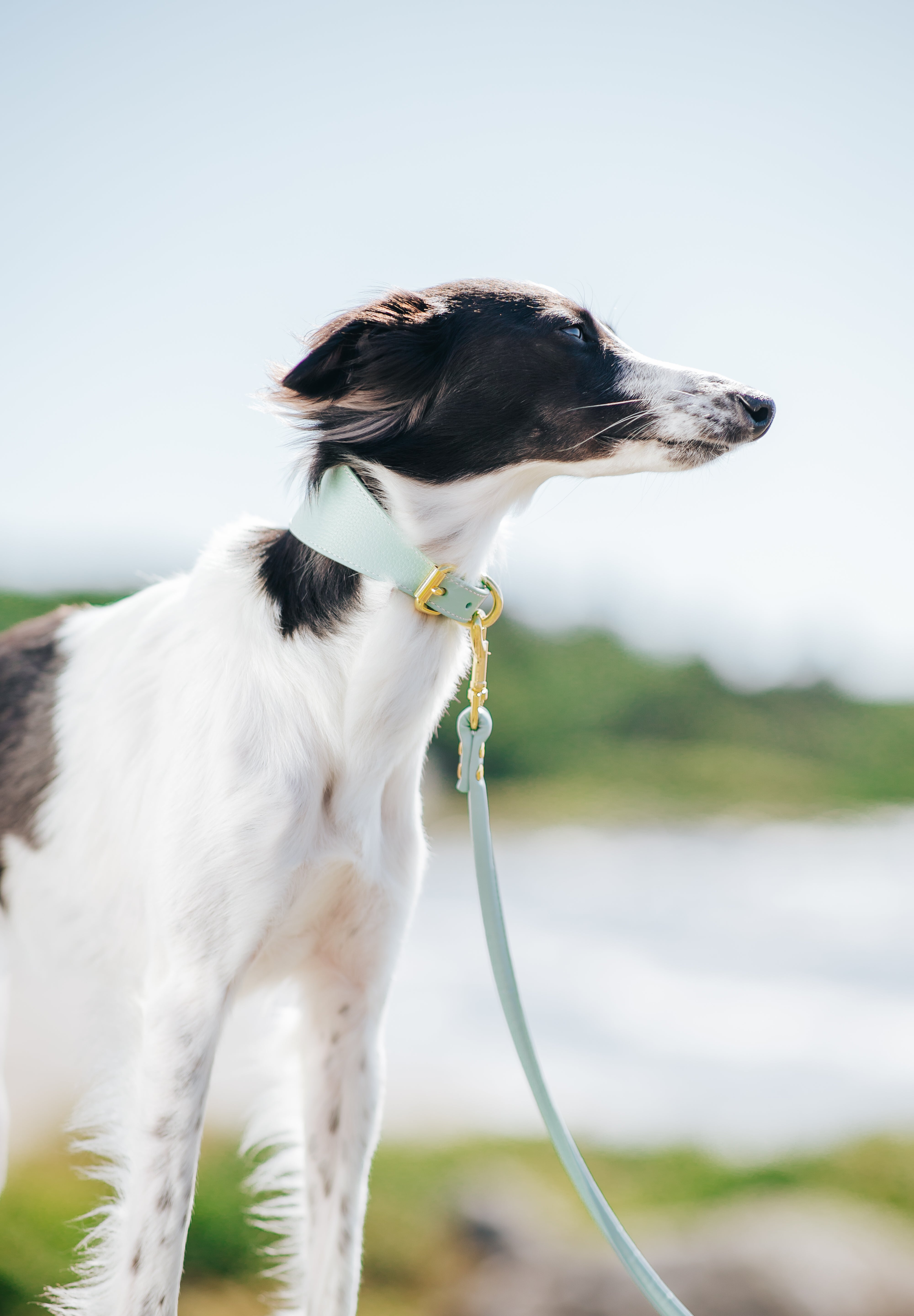 Mint Dog Collar Wide