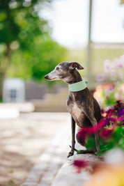 Mint Dog Collar Wide