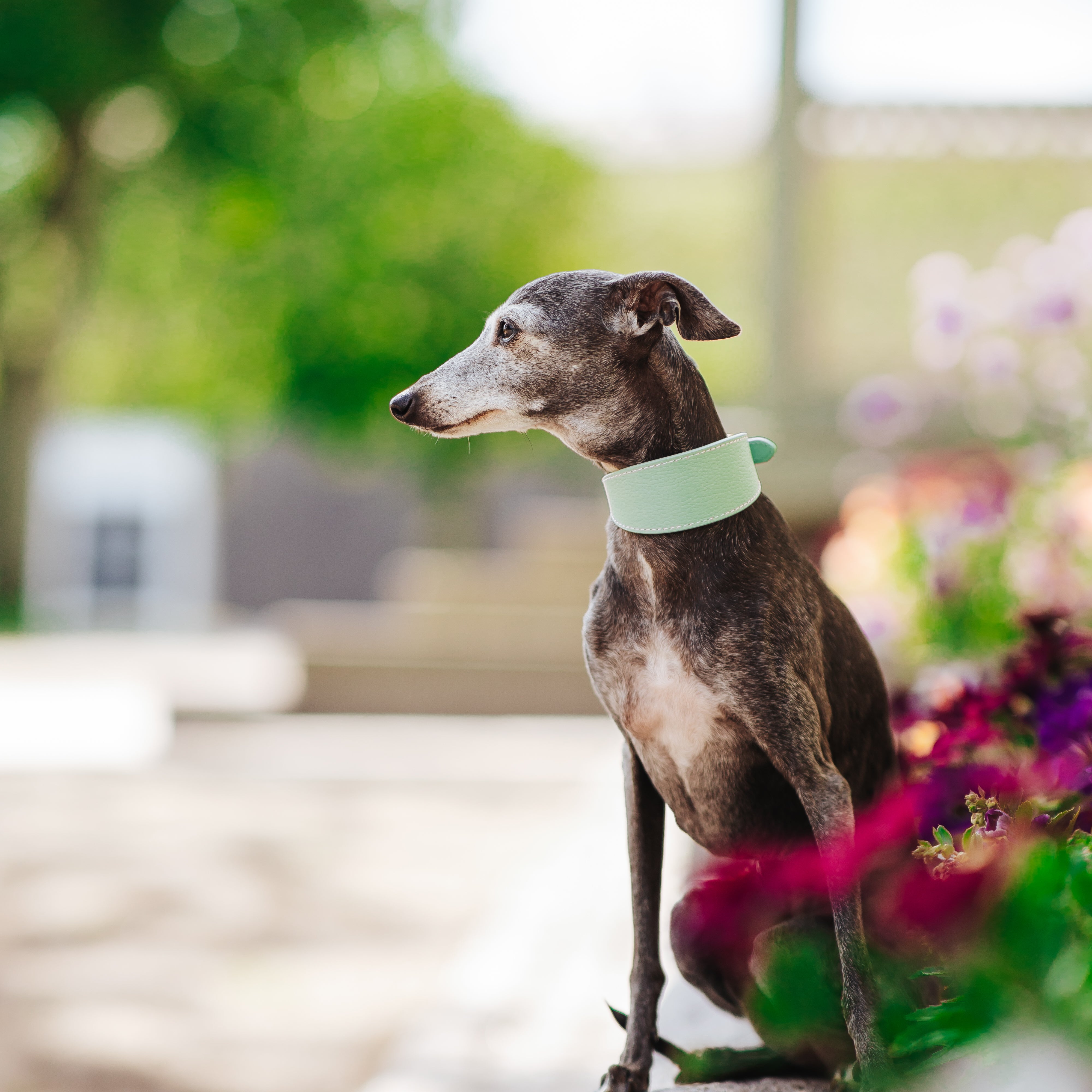 mint-xs-wide-italian-greyhound-flower.jpg