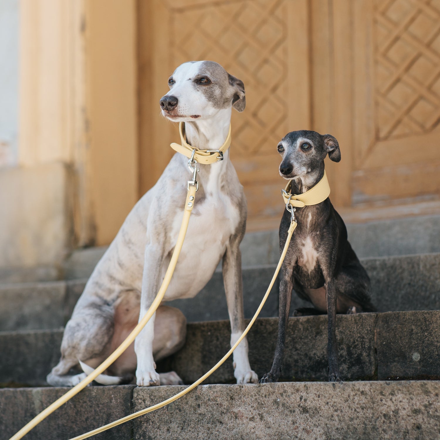 pastel-yellow-dog-collar-wide-whippet-iggy.jpg