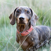 Peach Dog Collar Thin