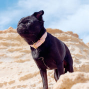 Pink Dog Collar Thin