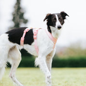 Pink Y-Harness