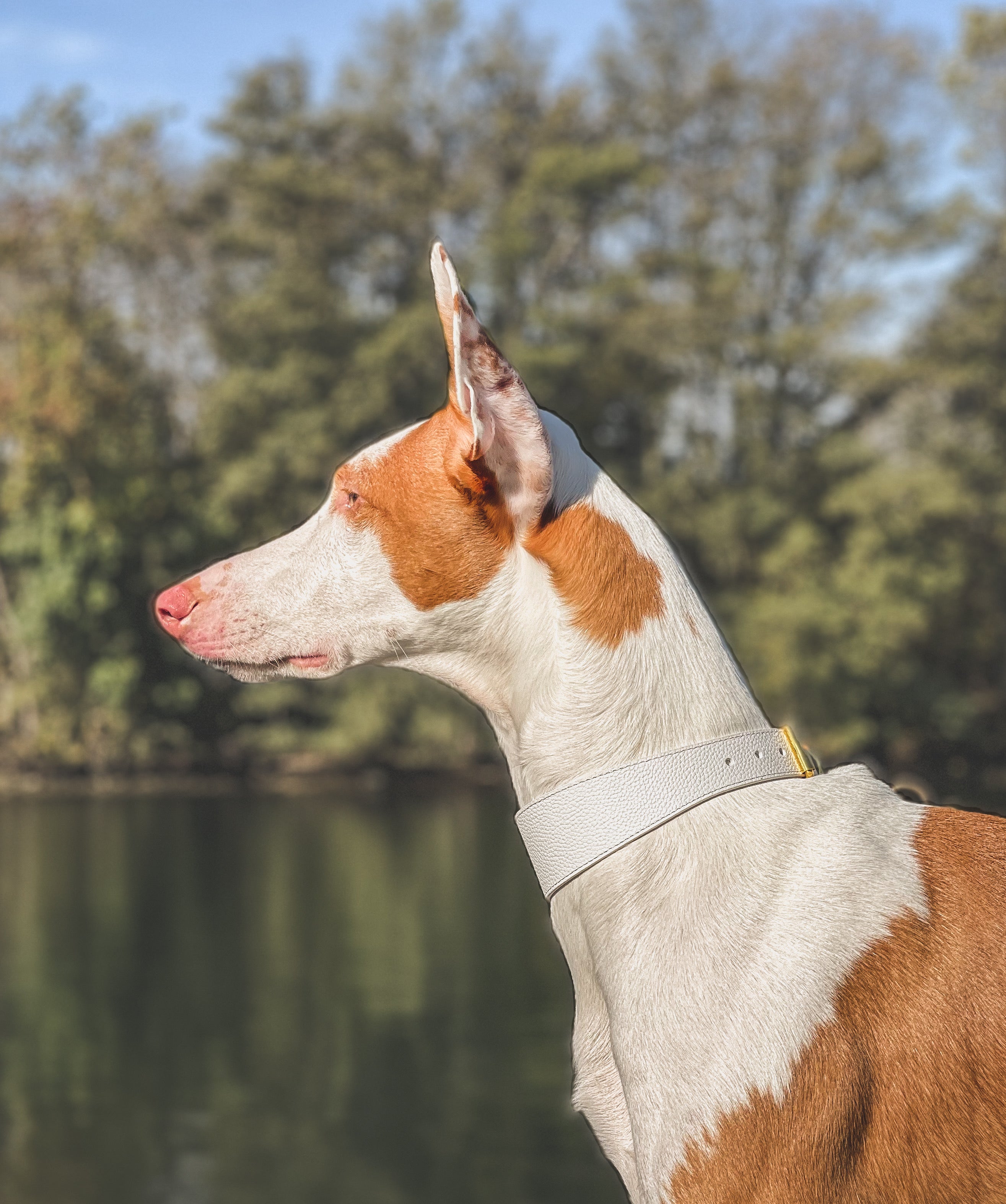 White Dog Collar Wide
