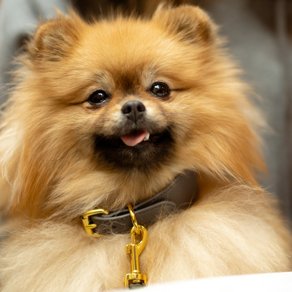 pomerainian-dark-grey-dog-collar-small-thin.jpg