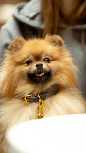 Dark Grey Dog Collar Thin