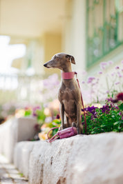 Purple Dog Collar Wide