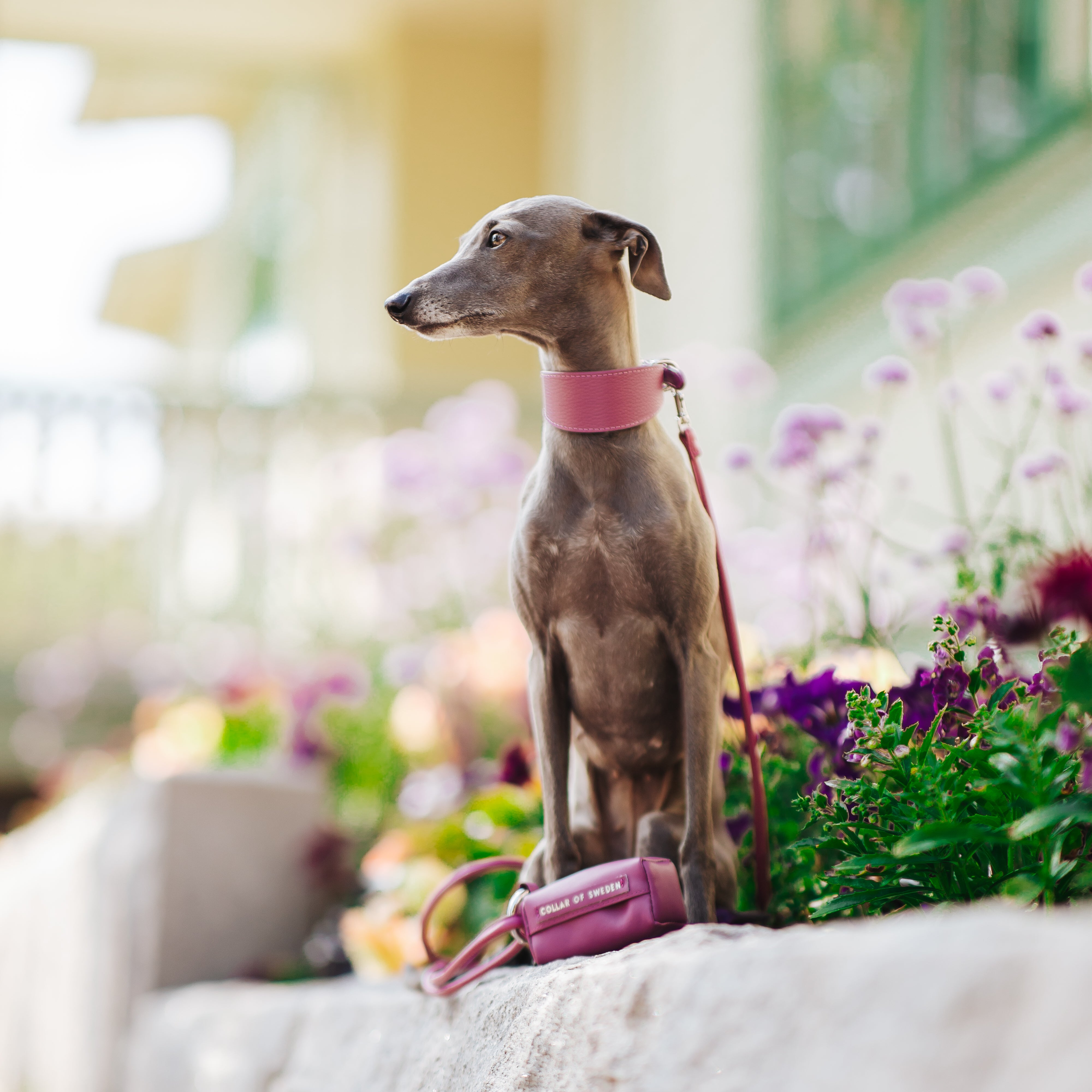 purple-set-italian-greyhound.jpg