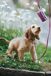 Purple Dog Collar Thin