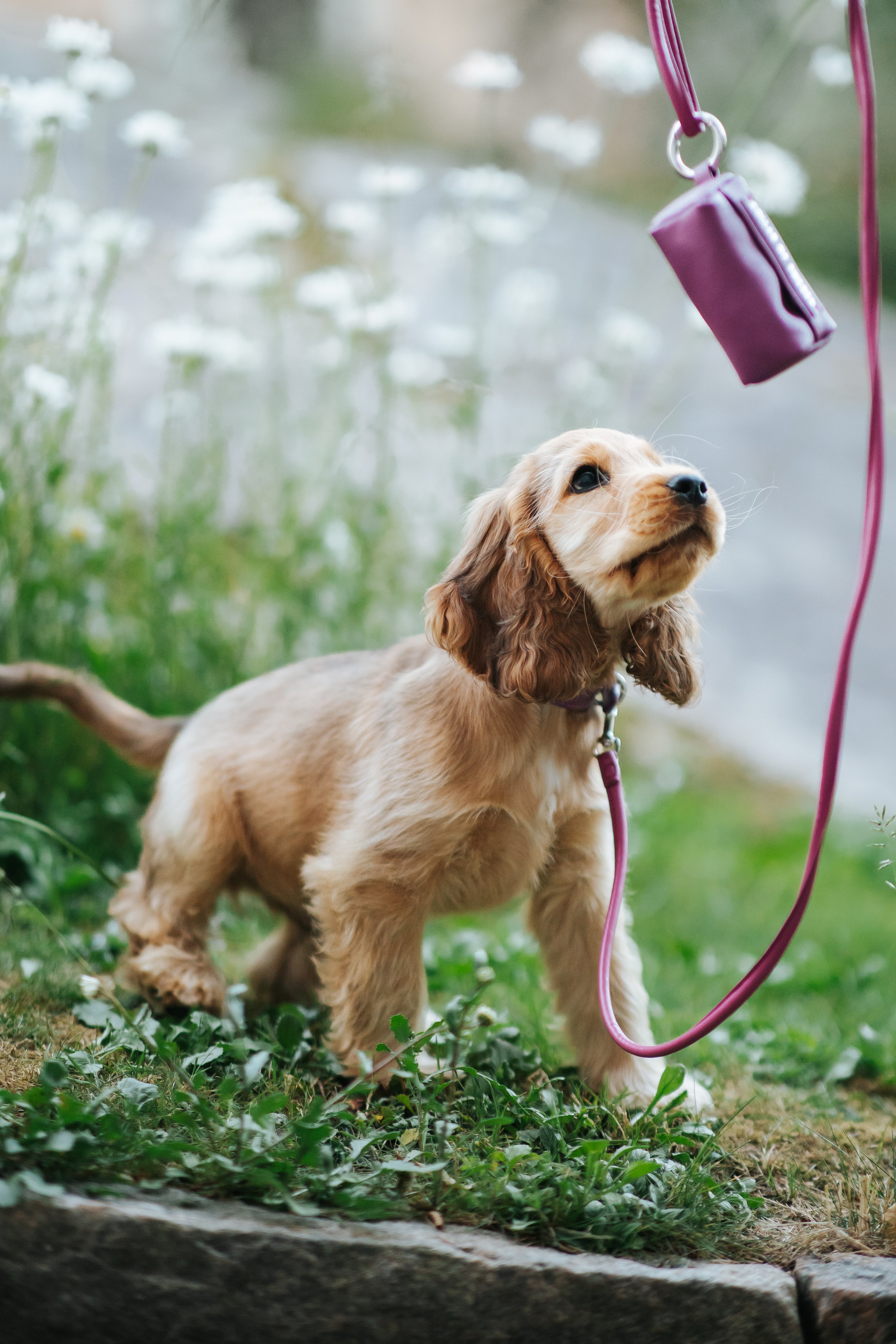 Purple Dog Collar Thin