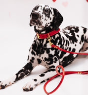 Red Dog Collar Wide