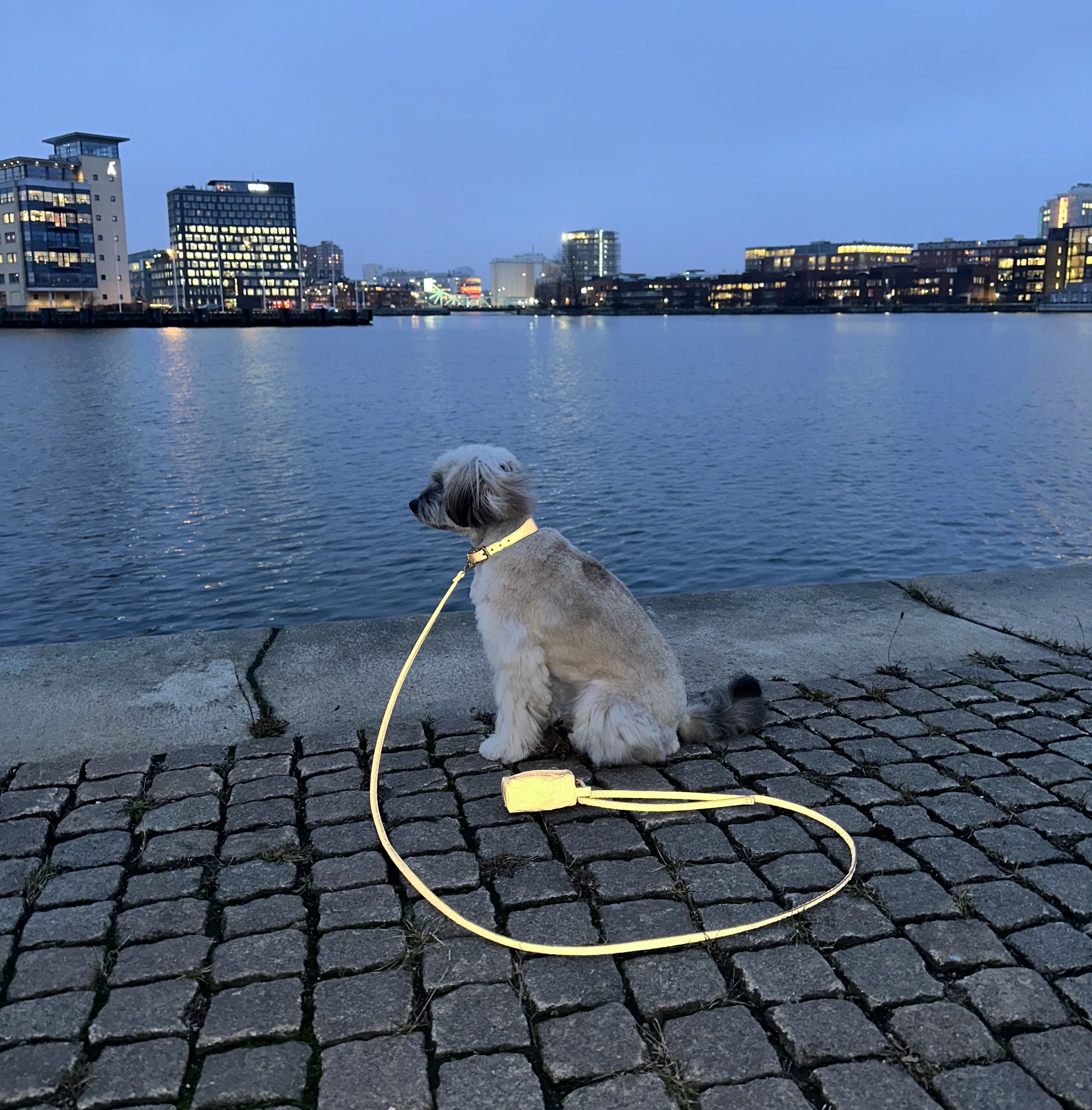 Reflective Bronze Dog Collar Wide