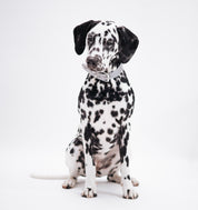 Reflective Silver Dog Collar Wide